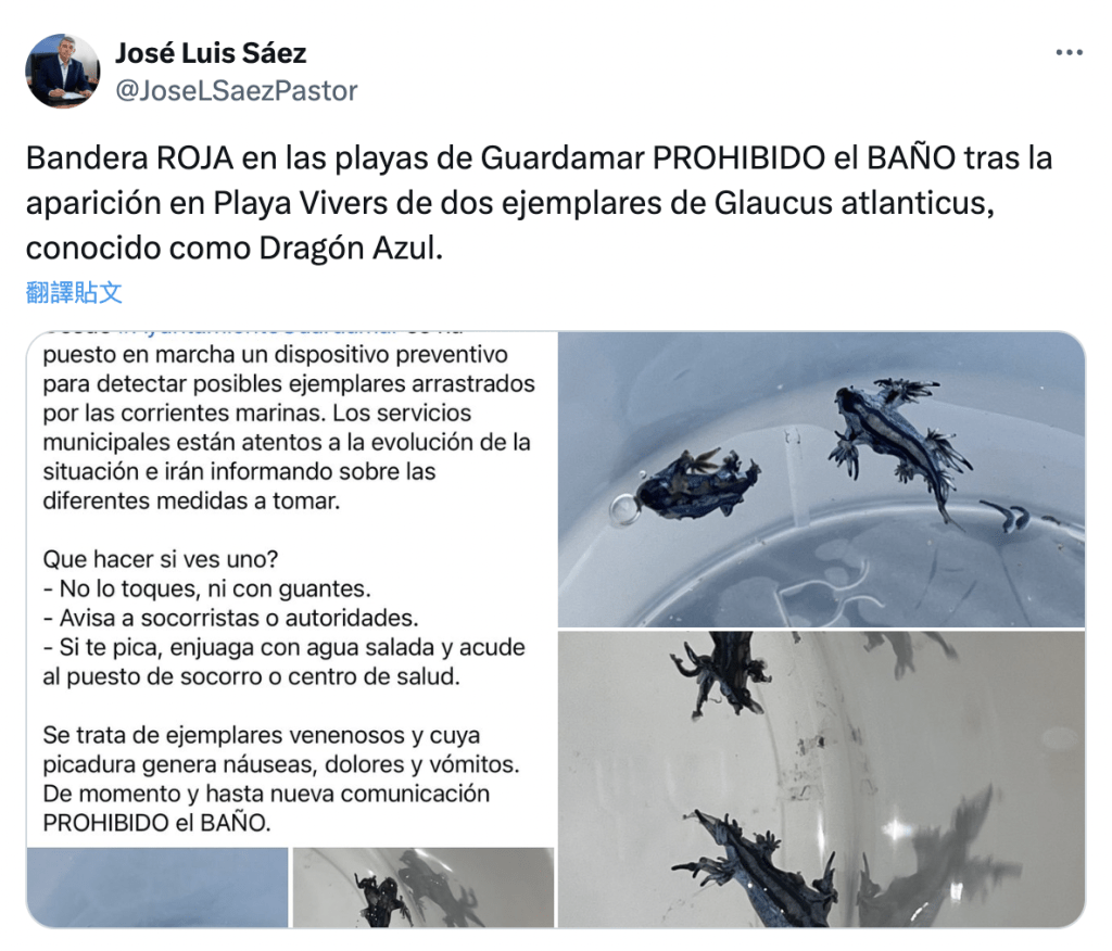 市長薩耶斯(José Luis Sáez)呼籲市民,若發現藍龍,立即通知當局,並避免觸碰,即便戴手套亦然。 市長薩耶斯(José Luis Sáez)呼籲市民,若發現藍龍,立即通知當局,並避免觸碰,即便戴手套亦然。