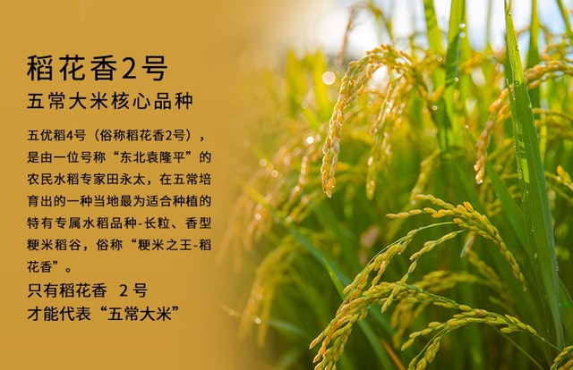 五常产的大米品种有很多，而真正能够代表五常大米的叫五常稻花香，属五常大米中最优秀的品种，现大多被称为「稻花香2号」