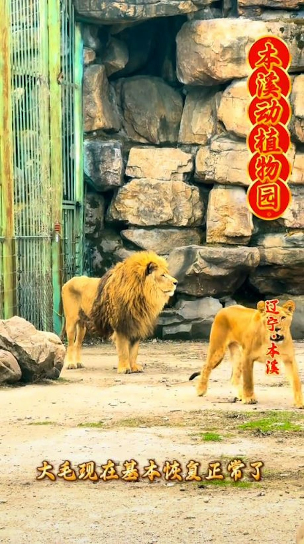 「大毛」開始接納新伴侶。 「大毛」開始接納新伴侶。