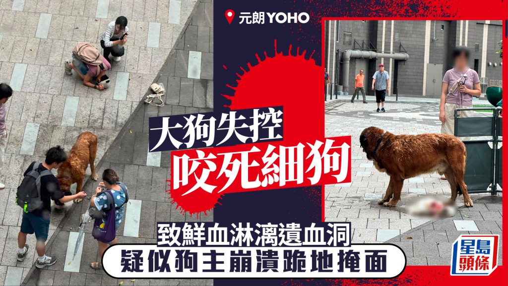 元朗YOHO大狗失控咬死細狗鮮血淋漓 有人崩潰跪地 多名警員協助制服