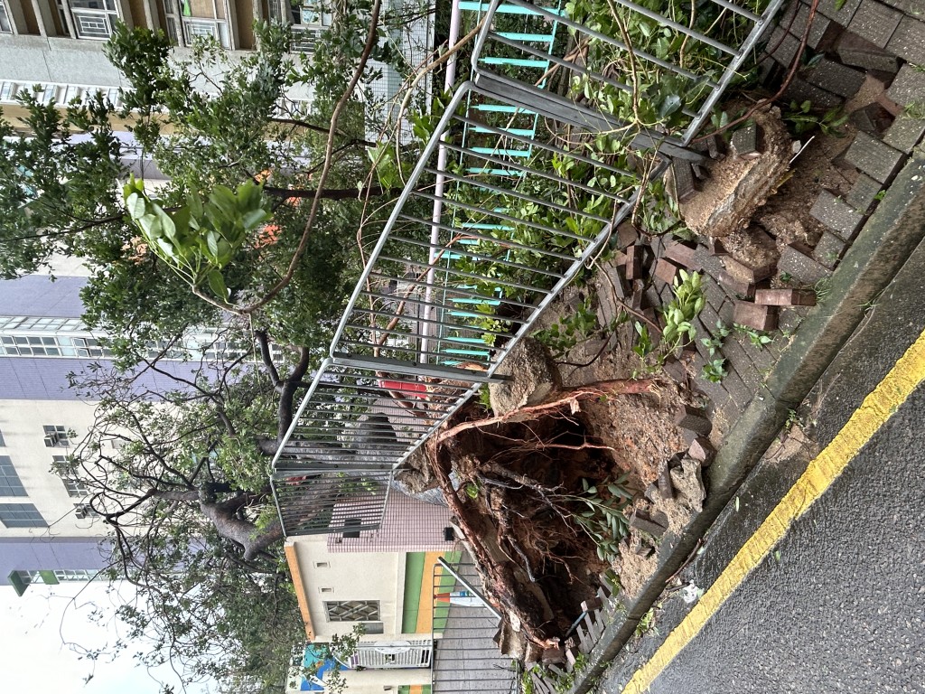 逾20米高大樹塌入校園內。