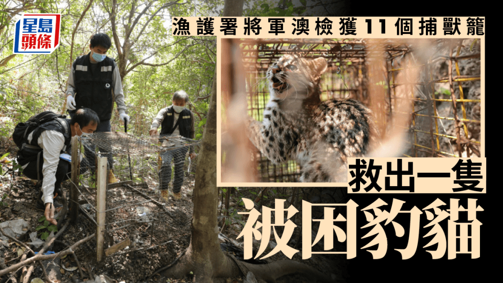 漁護署在將軍澳檢獲11個捕獸籠,救出一隻被困豹貓。政府新聞處圖片