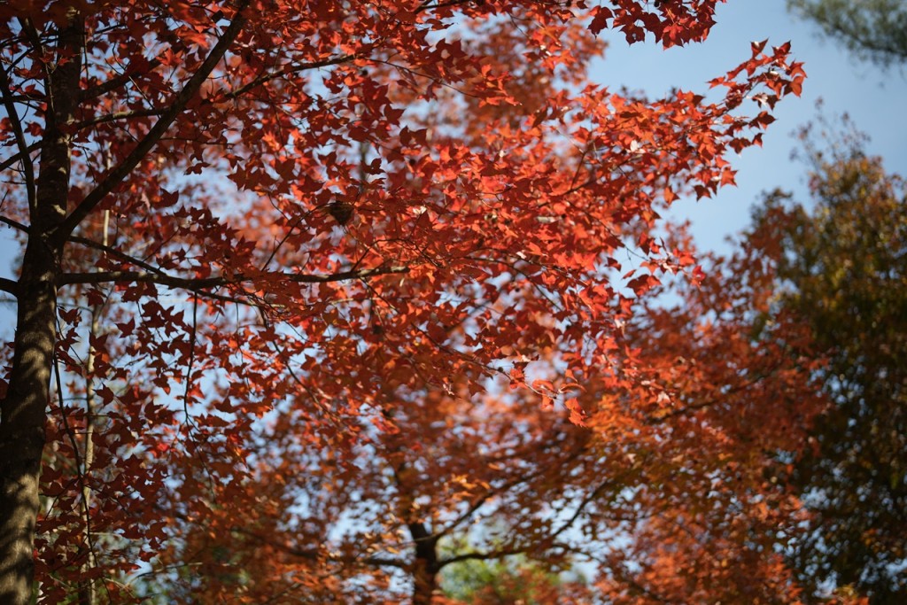 大棠出名紅葉數量多，其「紅樹林」堪稱全港最多最大。