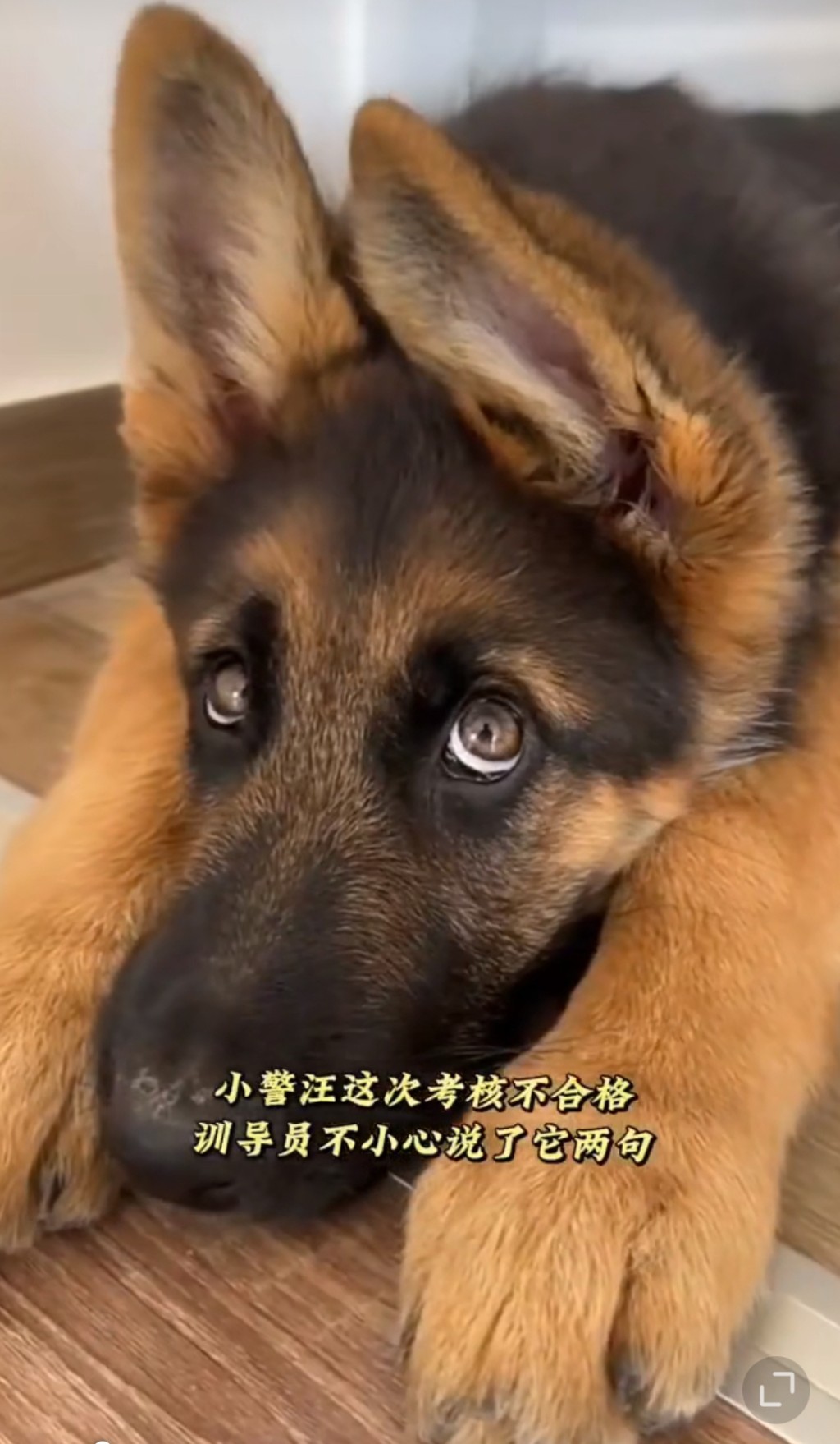 警犬因为考试失败而一脸委屈的样子，软化无数网民。