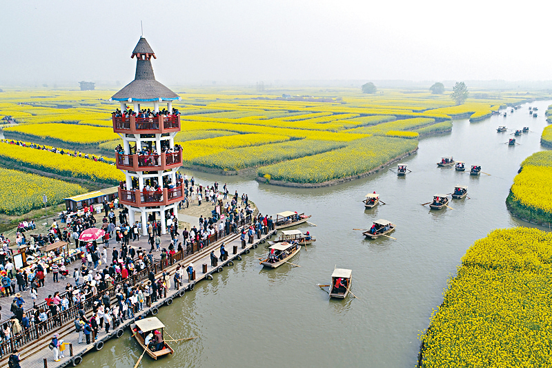 ●疫情出現前，每逢油菜花季，觀景塔都會出現人山人海的熱鬧景致。