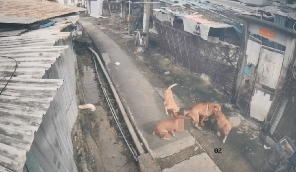 4隻狗發現貓咪後隨即追上,其中兩隻先後撲向貓咪並以嘴撕咬,將貓咪壓在地上。Facebook 北區之友 Friends of North District (上水、粉嶺、沙頭角和打鼓嶺) 影片截圖 4隻狗發現貓咪後隨即追上,其中兩隻先後撲向貓咪並以嘴撕咬,將貓咪壓在地上。Facebook 北區之友 Friends of North District (上水、粉嶺、沙頭角和打鼓嶺) 影片截圖
