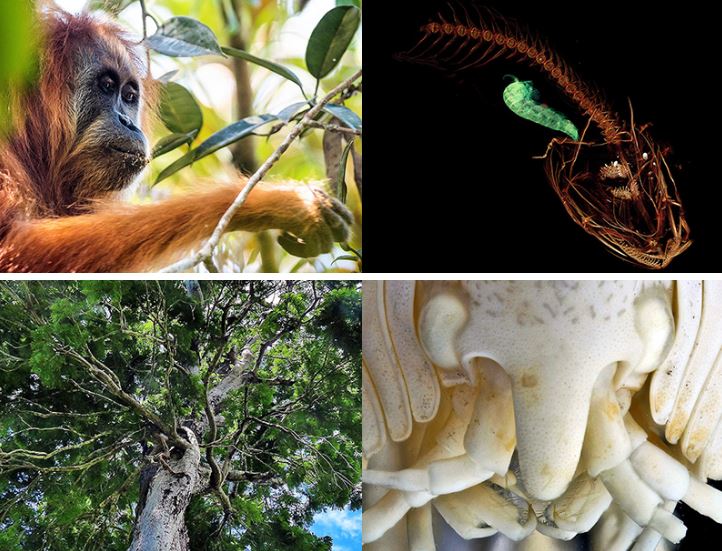 （左上起）Pongo tapanuliensis、Pseudoliparis swirei、（左下起）Dinizia jueirana-facao、Epimeria quasimodo