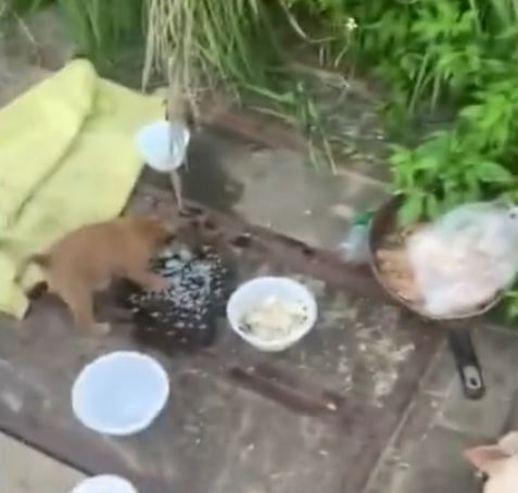 影片截圖