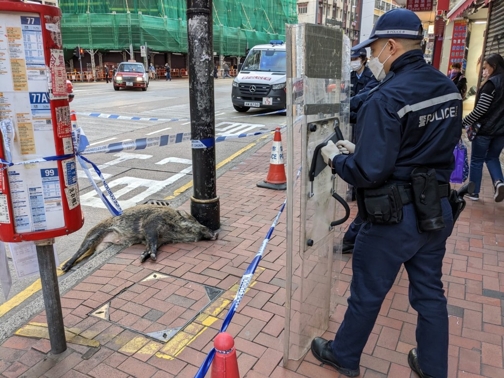 警方封鎖一段路面處理野豬。