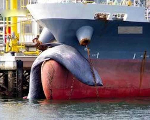 日本貨輪船頭掛長鬚鯨屍體入港，疑為航行時撞上。