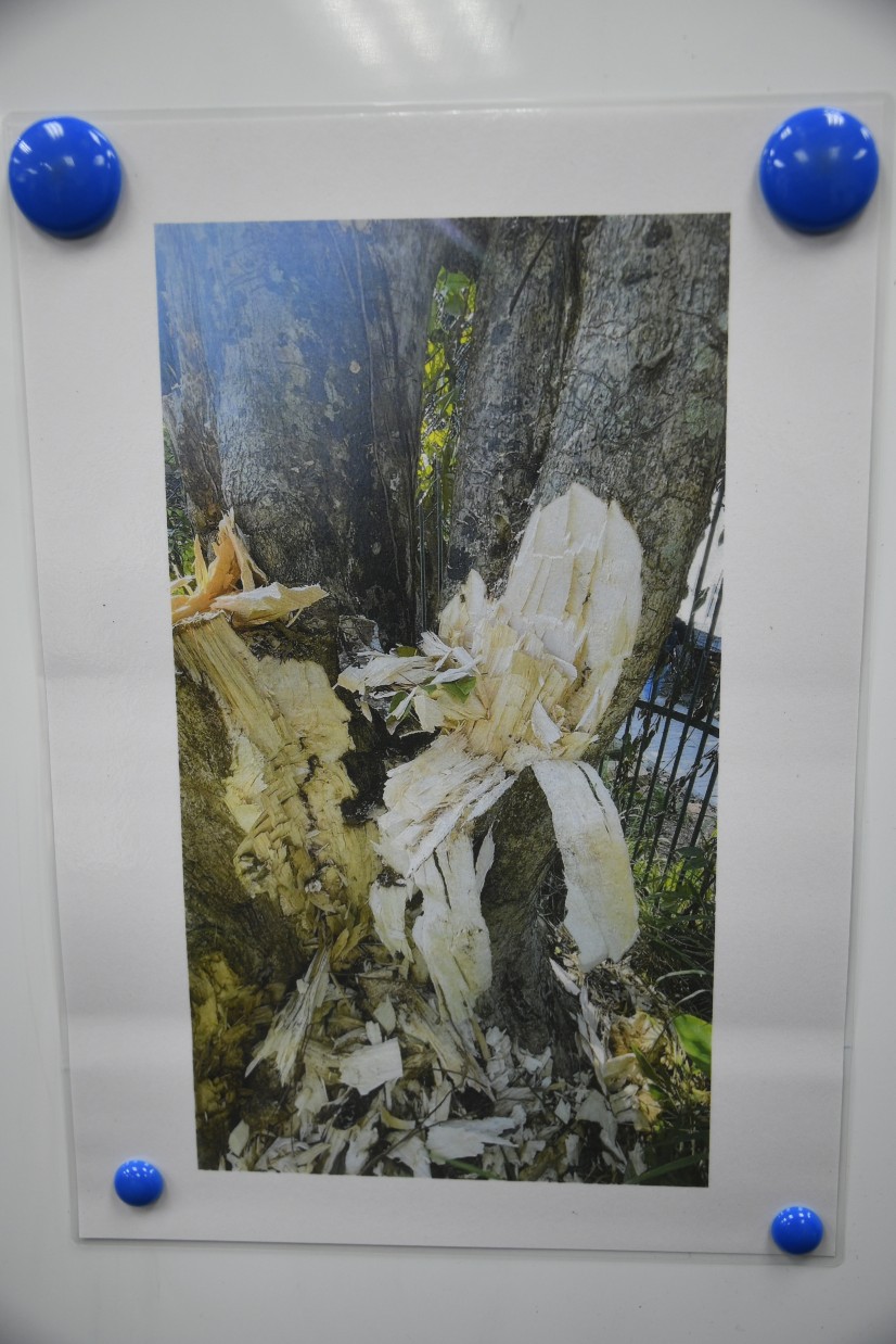 偷樹黨於2月4日至3月10日期間在南丫島上砍伐至少13棵沉香樹。