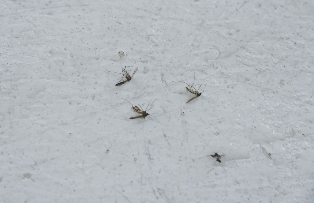 踏入秋天蚊虫仍然活跃。资料图片