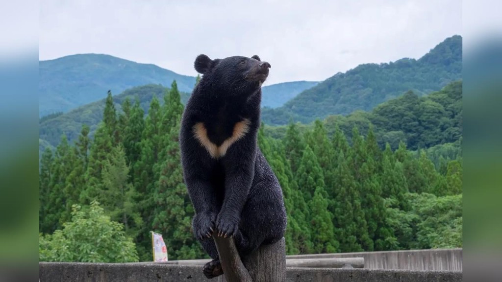 日本頻有野熊出沒,襲擊寵物。秋田縣觀光聯盟 日本頻有野熊出沒,襲擊寵物。秋田縣觀光聯盟