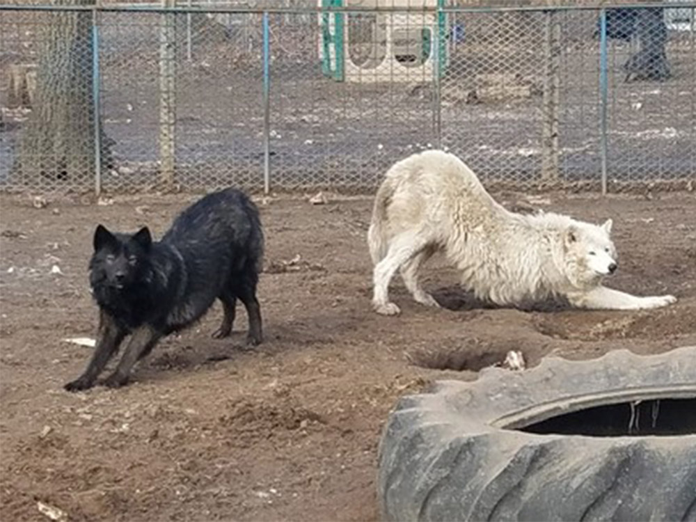 祖母皮爾森涉非法飼養狼犬。網圖
