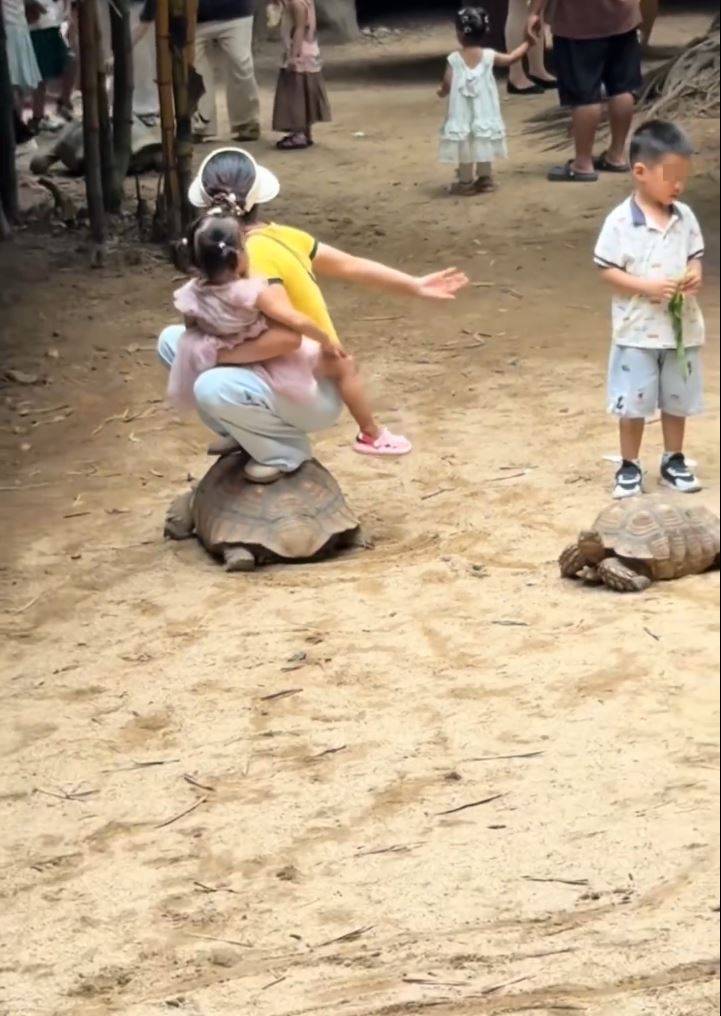 佛山缺德妇在景区抱着女儿踎在陆龟背，惹网民怒火。微博