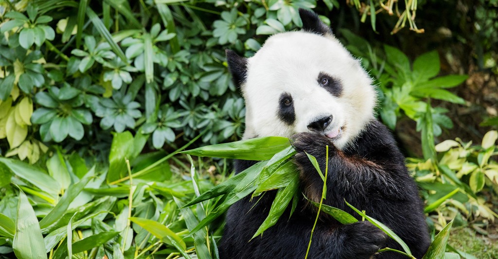 各位老友記可在海洋公園到各個設施採訪各種動物