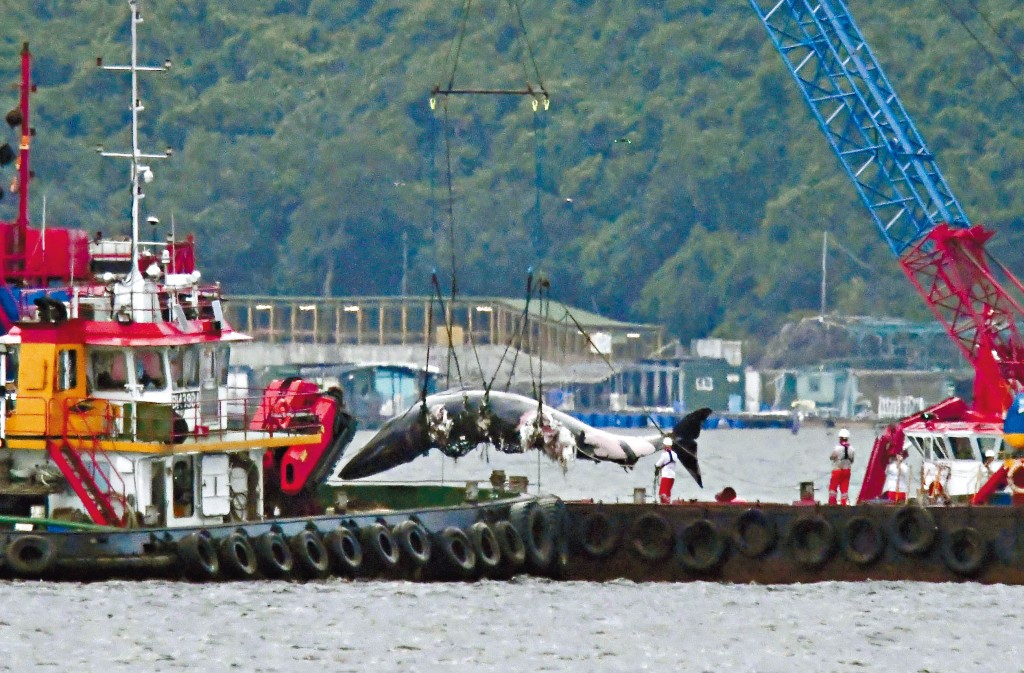 漁護署及海洋公園專家租用躉船，將鯨魚屍體拖往西貢萬宜水庫西壩對開吊起。