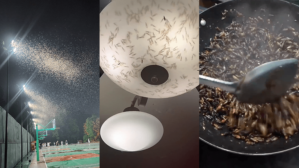 「上海白蟻」衝熱搜第一，網民分享應對招數，其中一招竟是「炸來吃」！