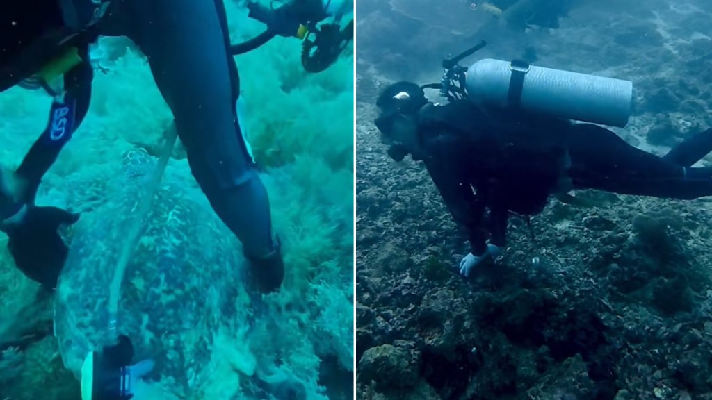 中國潛水客被指在水下做出拖拽極危物種玳瑁、故意捏斷珊瑚等破壞行為。《揚子晚報》