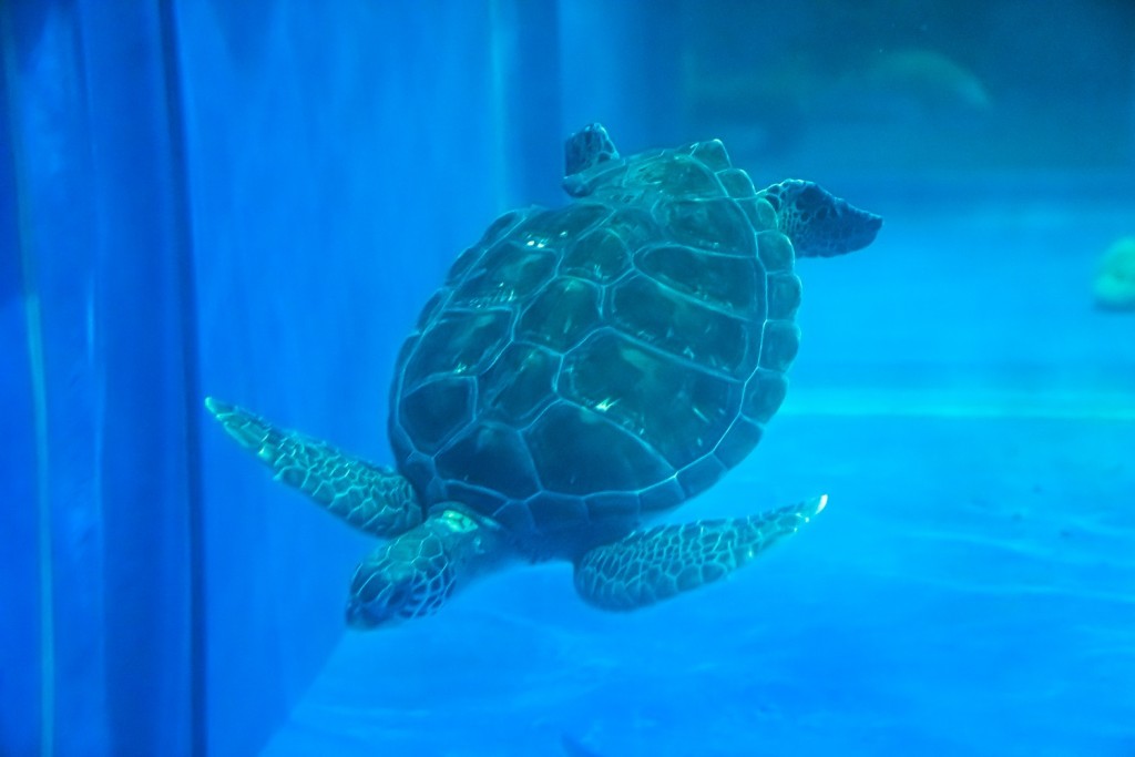 绿海龟Fuji。海洋公园图片