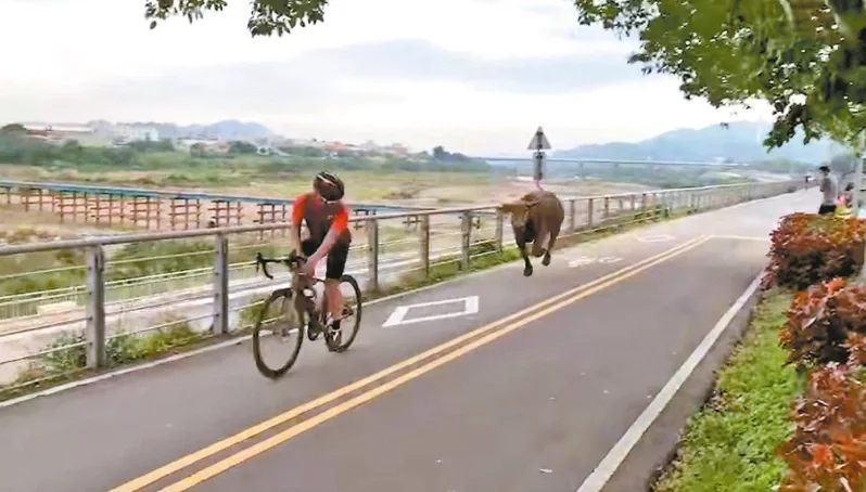水牛在單車徑上狂追單車騎手。