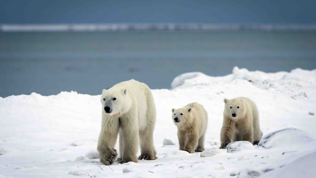 加拿大研究發現北極熊媽媽罕見收養非親生幼熊，半世紀研究僅13例。法新社