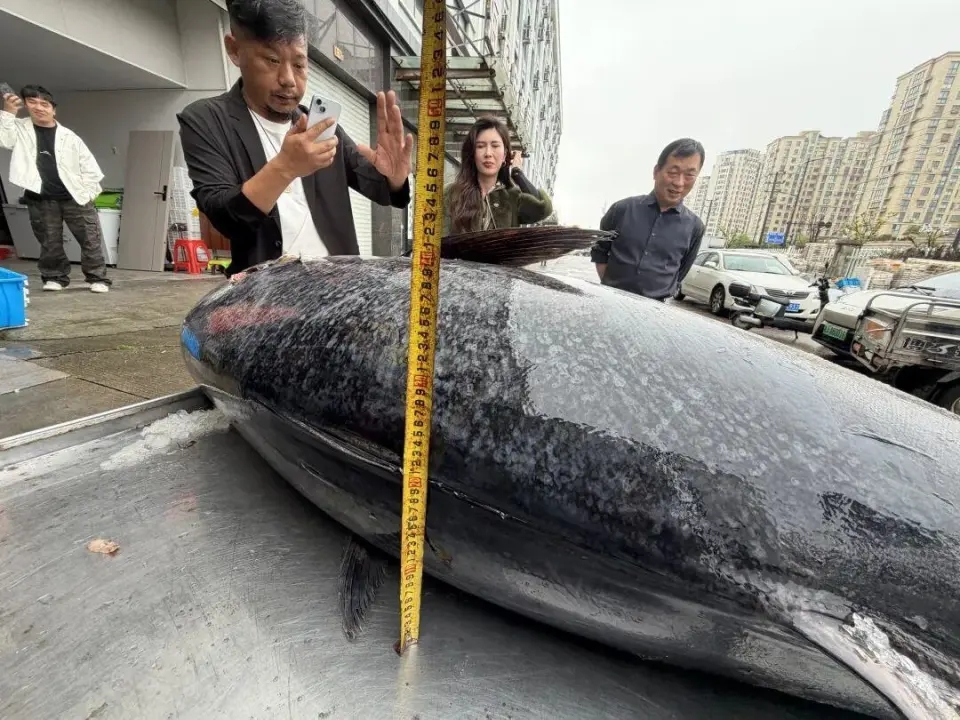 浙江渔民捕获巨型蓝鳍吞拿鱼。 浙江渔民捕获巨型蓝鳍吞拿鱼。