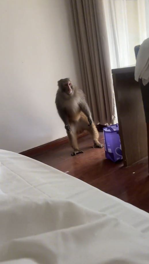 重庆有酒店房客遭猴子闯入。