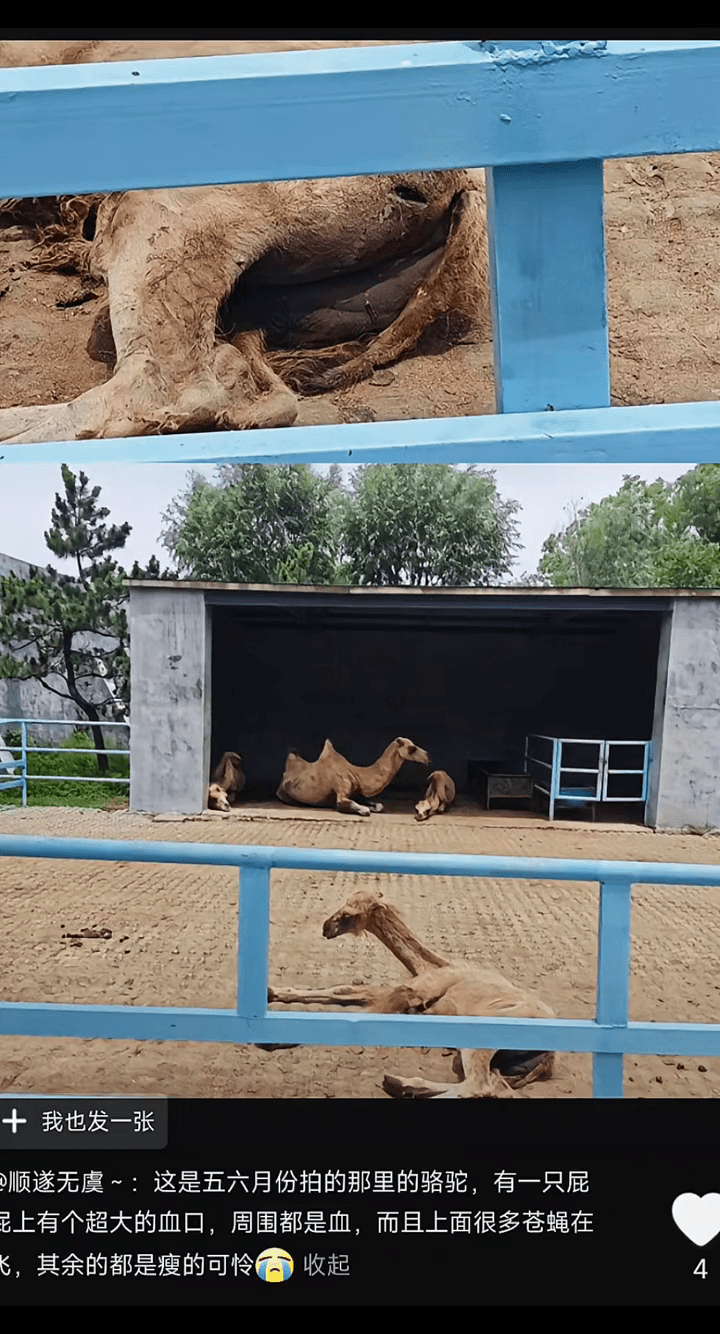 網傳該動物園的駱駝瘦得可憐，園方稱可能是剪毛及照片角度問題。