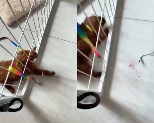 「可爱的泰迪小比熊」在群组中发布大量虐待贵妇狗的影片及照片。网图