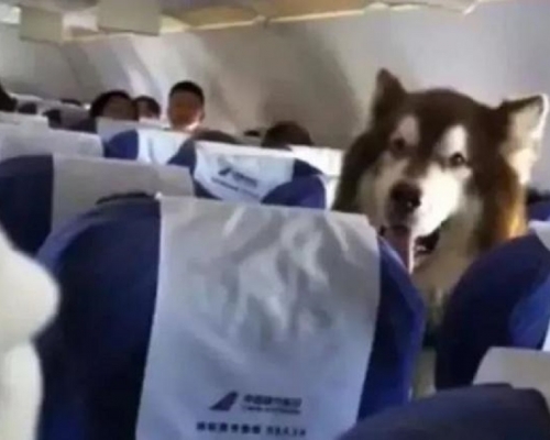 南方航空客機經濟艙坐了隻阿拉斯加犬 。網上圖片