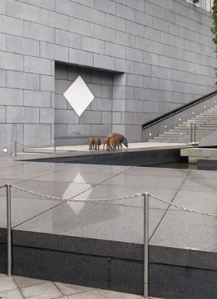 野豬一家五口遊中環。網片截圖