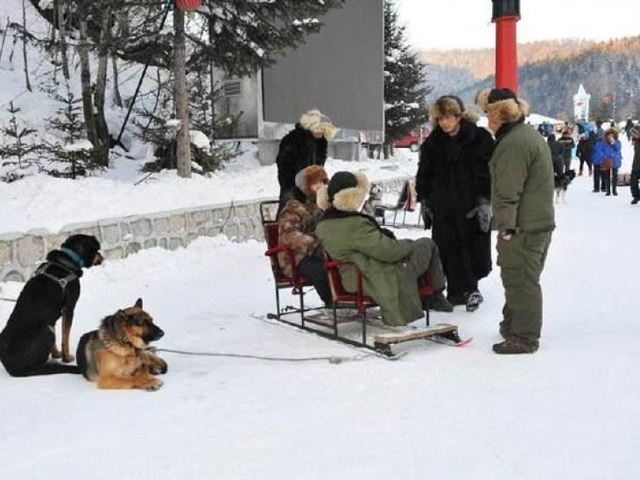 不少家犬被主人充當雪橇狗,拉車圖利,不停載客。 網上圖片