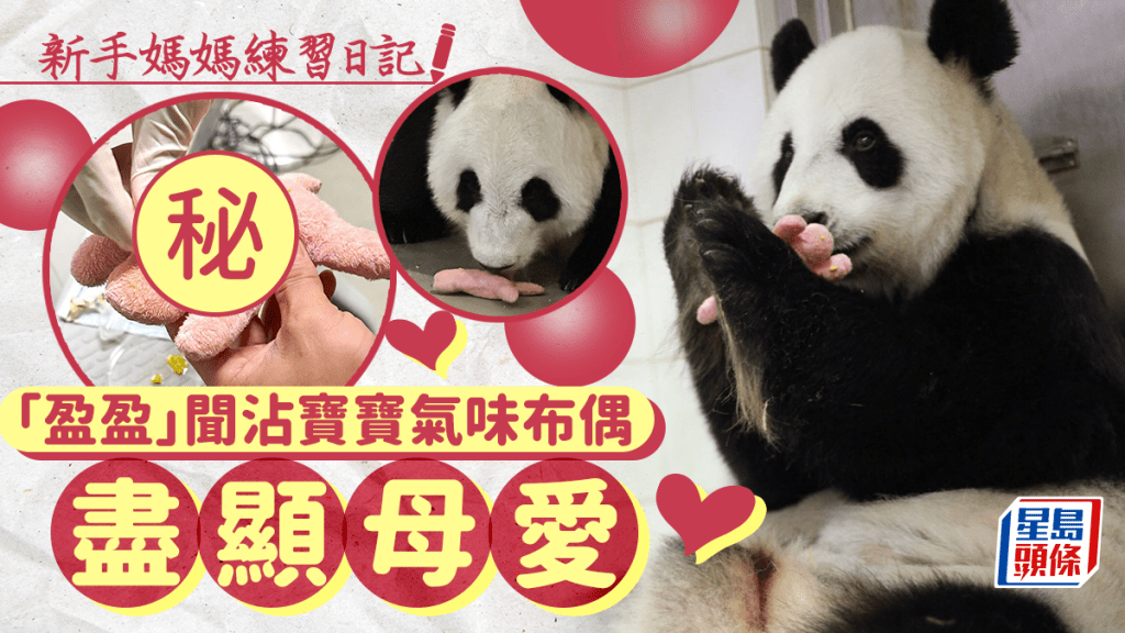 盈盈聞沾寶寶氣味布偶 抱起溫暖照顧。(海洋公園ig圖片)