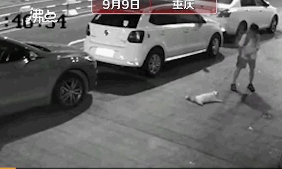 貓咪被撻落地。網圖