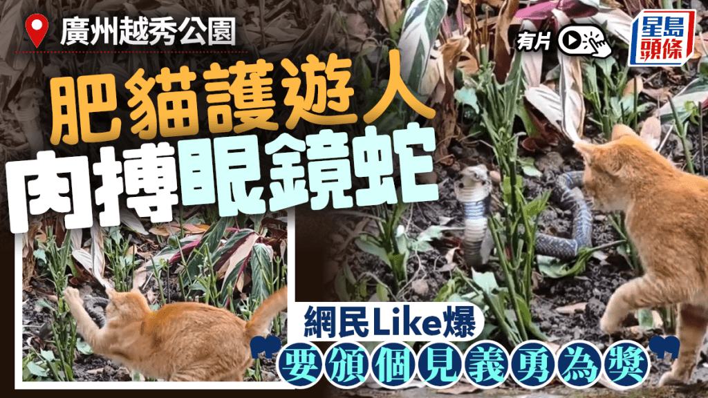 廣州越秀公園驚現肥貓奮戰眼鏡蛇  網民：或阻止出去害人︱有片