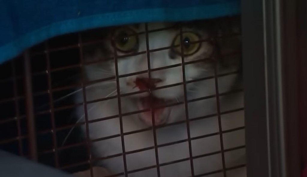 部分貓被關在籠內。