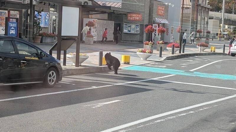 黑熊在大街過馬路，直闖火車站。X@yankeda