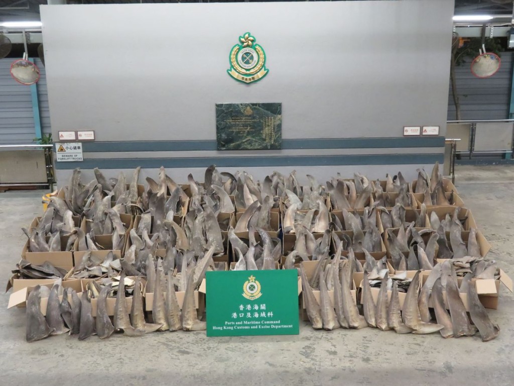 海關檢獲約600公斤懷疑受管制屬瀕危物種的乾魚翅。政府新聞處圖片