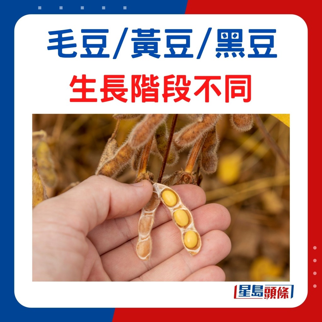毛豆/黃豆/黑豆生長階段不同