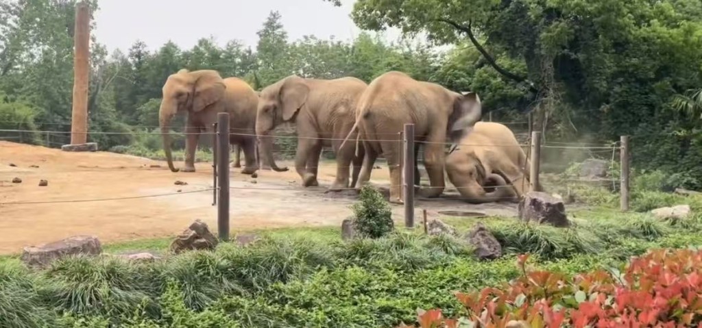 上海動物園大象遭同類集體霸凌。微博@滬語說唱Mrweezy