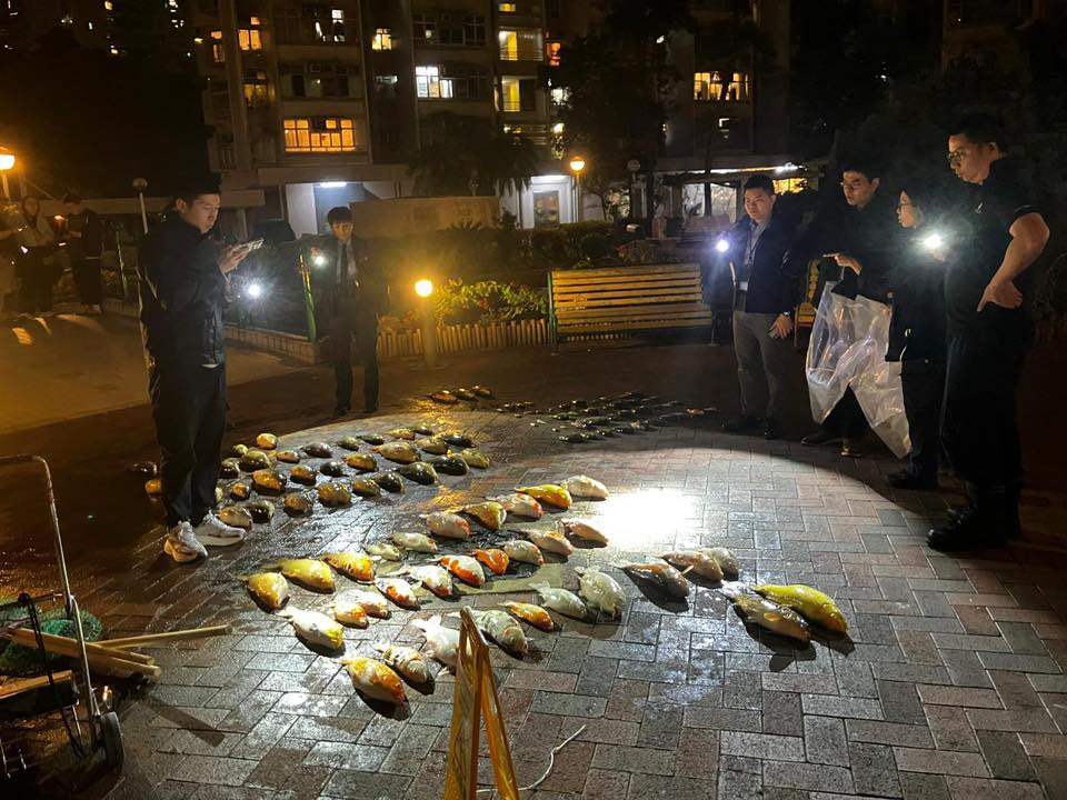 事件中，共有115條魚證實死亡，另有81條魚生還。香港動物報圖片