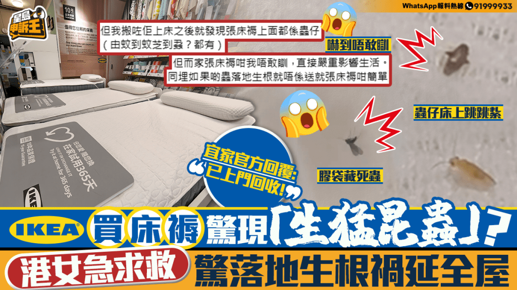 星岛申诉王｜宜家买新床褥 惊见「生猛昆虫」? 港女急求救 惊落地生根祸延全屋