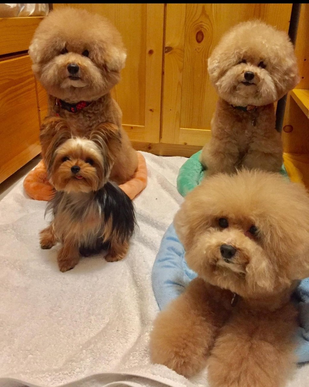 蔡卓妍鐘情玩具貴婦狗,家中多隻愛犬都是同種類。