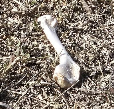 早前有將軍澳街坊表示在街邊發現可疑白骨。FB：Patty Lee＠將軍澳主場