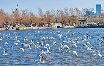 ■昆明滇池湖畔的大觀公園。