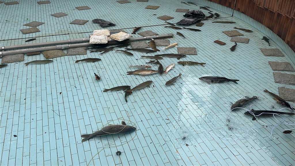 池內非常淺水，很多魚已死亡。