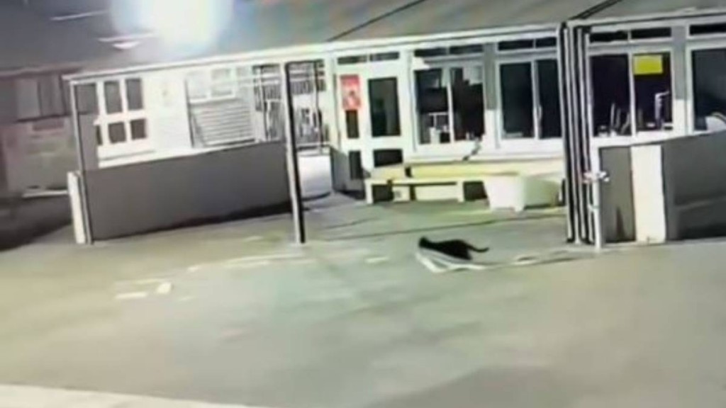 新西蘭有學校過去屢被一隻黑貓偷走內衣及毛巾。FB@Apanui School