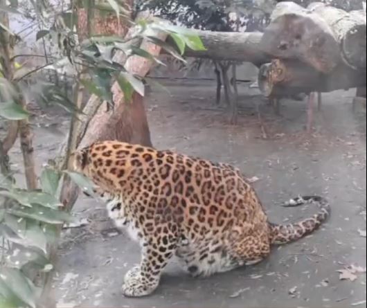 成都有動物園食用太好，令兩隻黑豹和金錢豹肥到「肚腩快拖地」。抖音