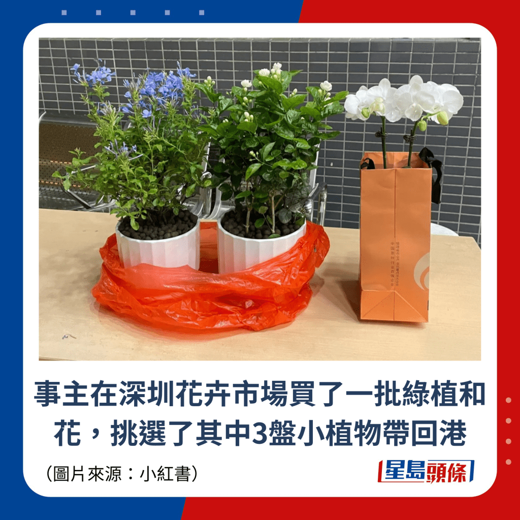 事主在深圳花卉市場買了一批綠植和花，挑選了其中3盤小植物帶回港